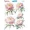 My Hobby My Hobby St 306 Sulu Transfer 25X35
