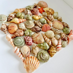 DENİZ KABUKLARI - Seashells DENİZ KABUKLARI - Seashells